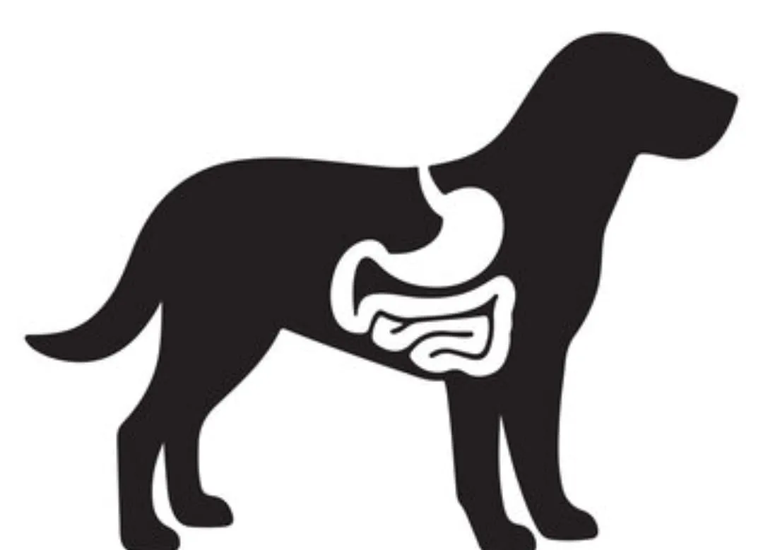 Dog digestive system diagram representing improved digestion