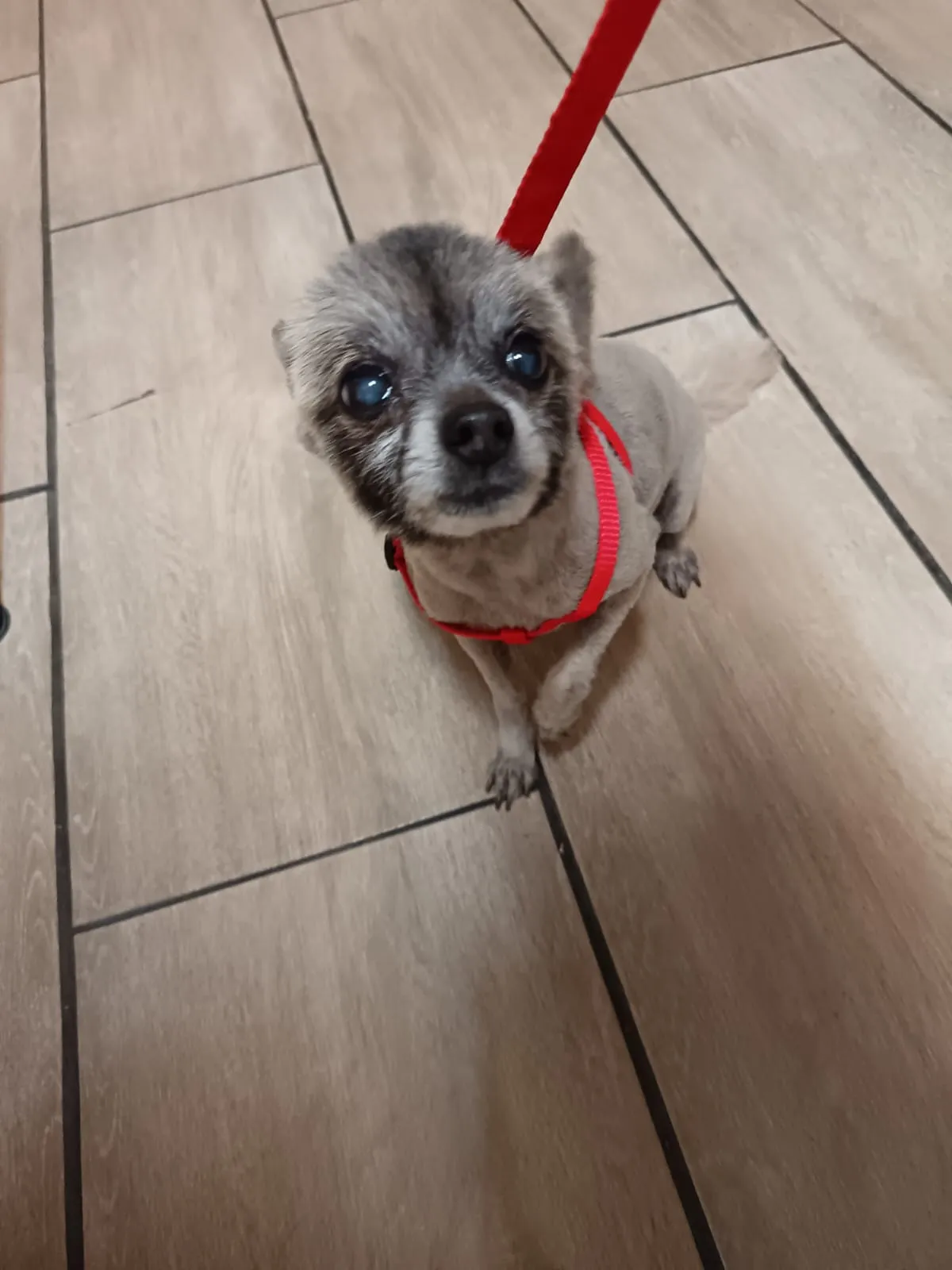 Lilly, the Lilly Paws mascot