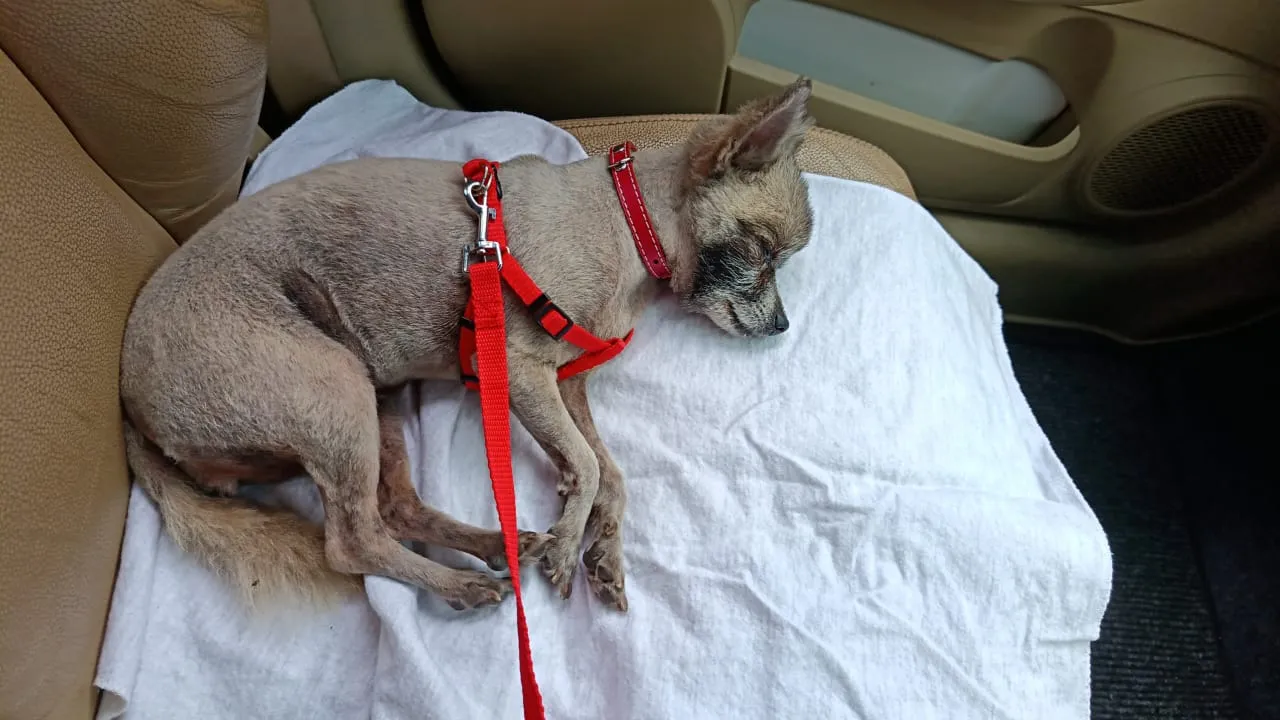 Lilly sleeping peacefully