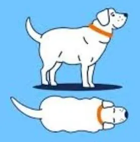Obese dog