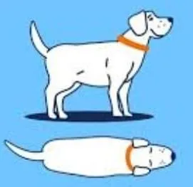 Rounded overweight dog
