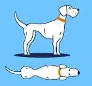 Too skinny dog